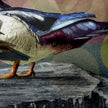 A close-up artistic illustration of a duck in profile, with blue wings, a cream and brown body, orange legs, and a textured multicolor background.