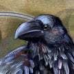 A close-up watercolor-style illustration of a raven or crow, showing the bird's head and upper body against a textured tan and olive background.