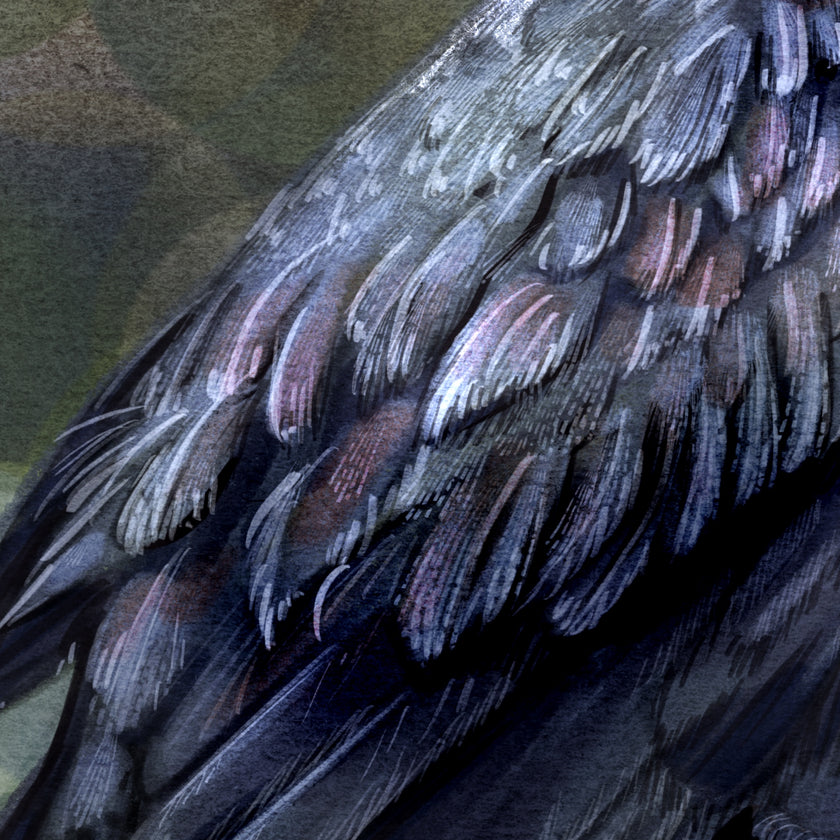 Close-up of dark feathered plumage with layered black, charcoal, and muted plum-brown tones, filling the frame.