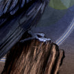 Close-up of dark feathered plumage and raven talons with layered black, charcoal, and muted plum-brown tones, filling the frame.