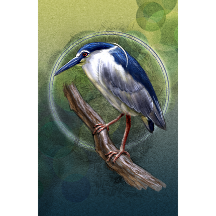 Night Heron 11x17