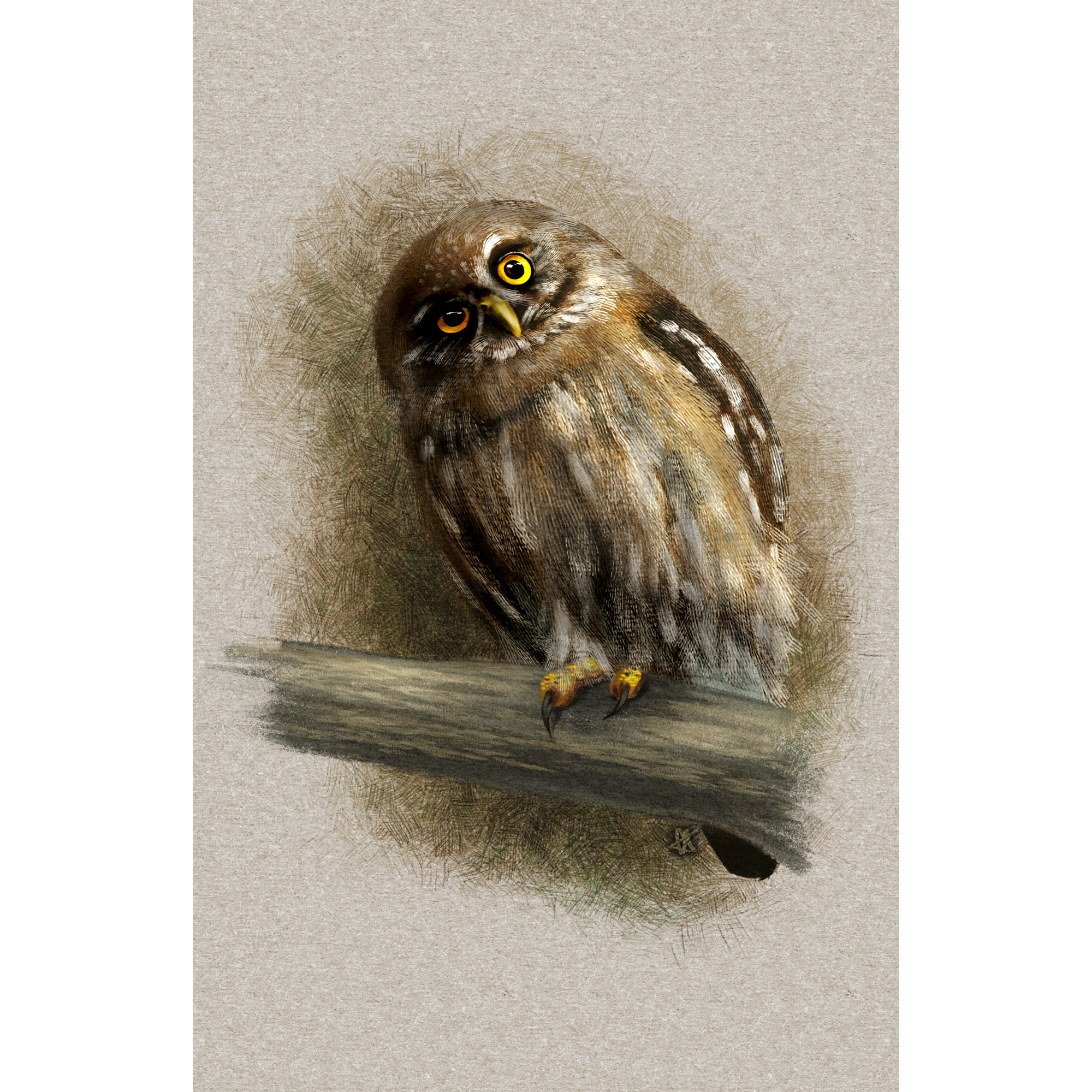 Curious Austral Pygmy Owl 11x17