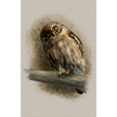 Curious Austral Pygmy Owl 11x17