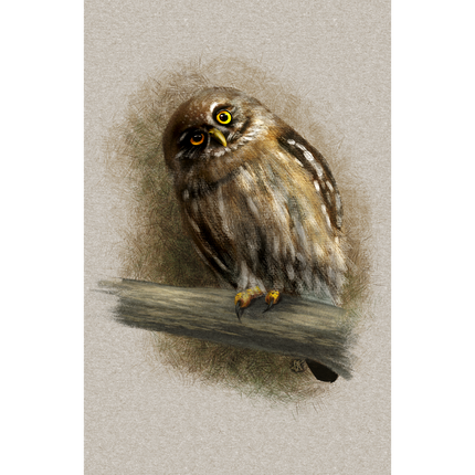 Curious Austral Pygmy Owl 11x17