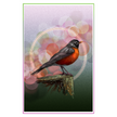 American Robin 11x17
