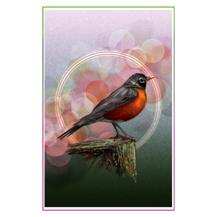 American Robin 11x17