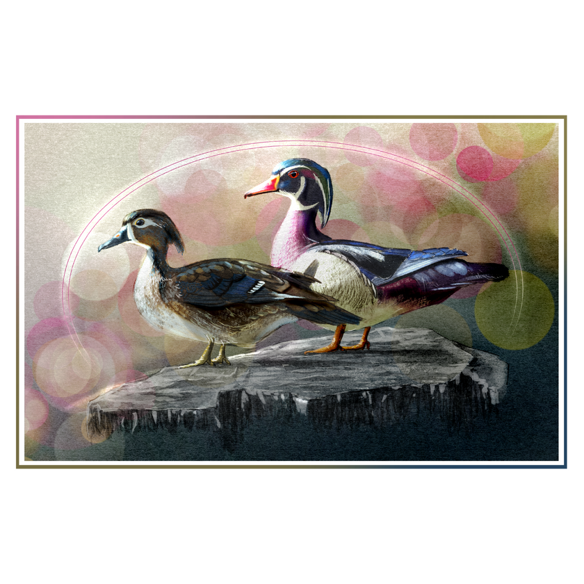 An art print depicting two wood ducks standing on a log against a soft, colorful bokeh background. The print is presented with a thin decorative border on a white background.