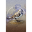 Western Snowy Plover 11x17
