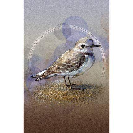 Western Snowy Plover 11x17