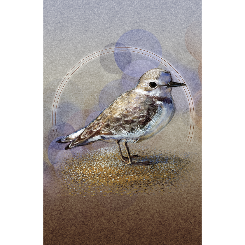 Western Snowy Plover 11x17