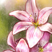Close-up of a pink lily flower with a soft focus background