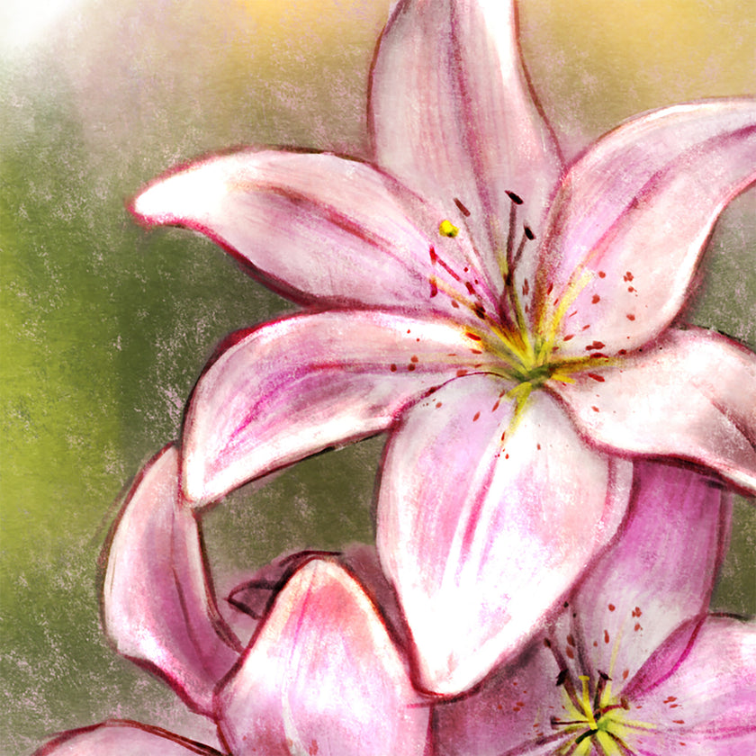 Close-up of a pink lily flower with a soft focus background