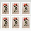 Red Rose Boxed Greeting Card Pack