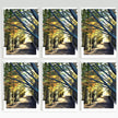 Six-panel view of a tree-lined path with sunlight filtering through the branches.
