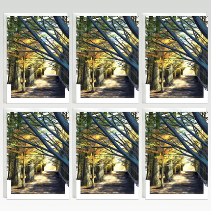 Six-panel view of a tree-lined path with sunlight filtering through the branches.