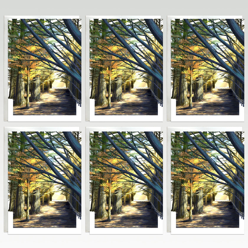 Six-panel view of a tree-lined path with sunlight filtering through the branches.