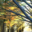Close-up of palm tree fronds with a blurred background
