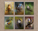 Set of six framed bird artworks on a textured wall.