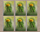 Six identical images of a dandelion flower with green leaves on a textured beige background.